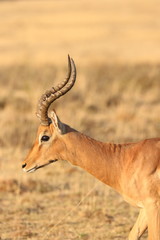 Impala Bock 4728