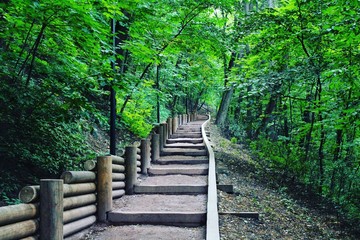 wooden bridge in the forest