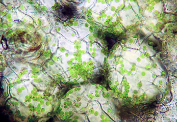 chlorophyll, leaf microscope