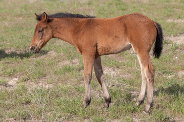 Wild Horse Foal in Spring in the Utah Desert