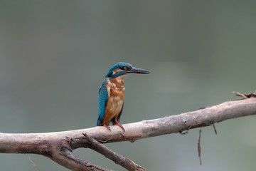 Eisvogel