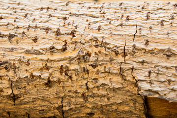 tree bark texture background vintage look ,Background texture of tree bark. Skin the bark of a tree that traces cracking.