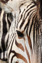 Fototapeta na wymiar Zebra Gesicht 4460