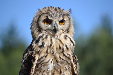 Hibou