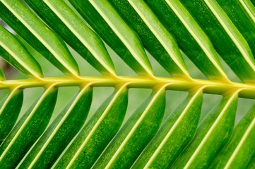background leaf texture green beautiful.nature background.	