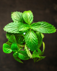mint, fragrant green petals (food decoration) menu concept. food background. copy space. Top view