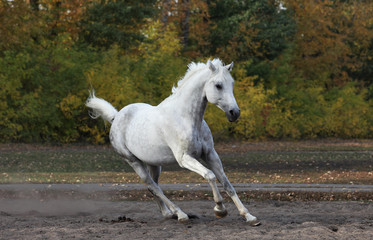 White arabian horse galloping on autumn farm paddock