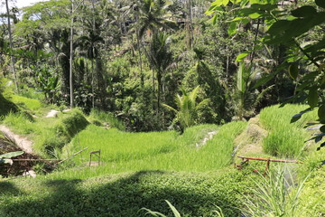 A beautiful view of Tegalalang Rice Terrace in Ubud area, Bali, Indonesia.