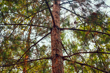 Fototapeta premium Close-up of pine trunk growing in the forest.