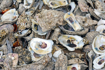 Oyster shells background.