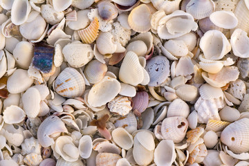 seashells on the beach.