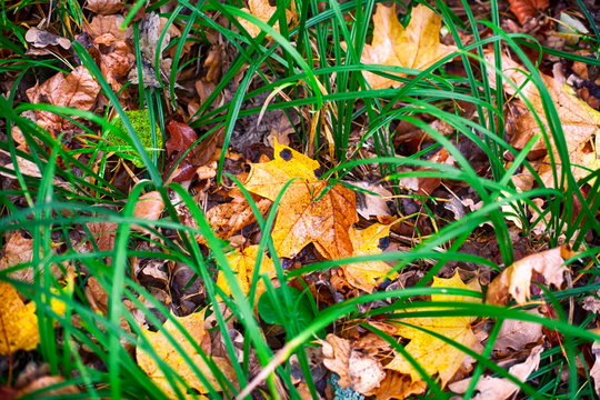 Autumn background with fallen leaves and green grass.