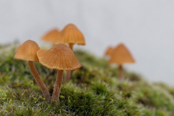 kleine Pilze auf grünem Moos