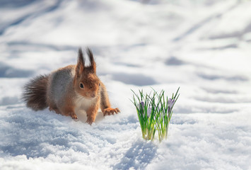 portrait cute red squirrel walking in the Park in white snow at the first lilac flowers snowdrops © nataba