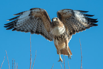 Red tailed hawk in flight.