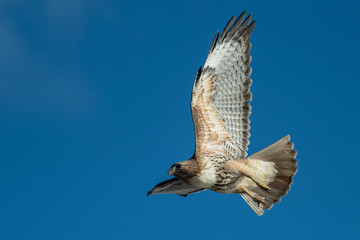 Red tailed hawk in flight.