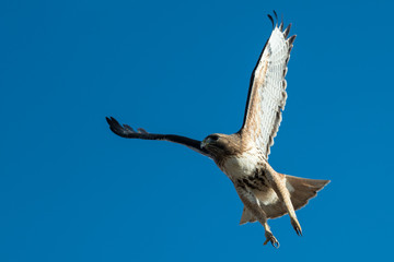 Red tailed hawk in flight.