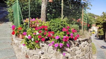Fototapeta na wymiar Beautiful summer flowers on old village street