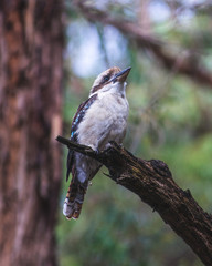 Beautiful kookaburra