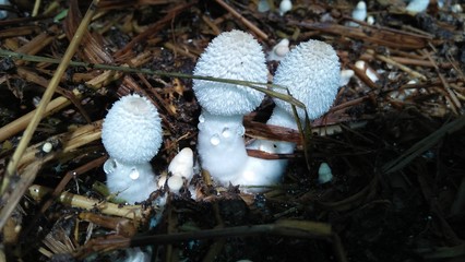 Little white mushroom grown on straw With the scientific name (Coprinus fimetarrius)
