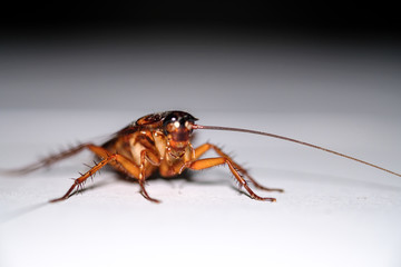 cockroach isolated on white