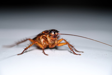 cockroach isolated on white
