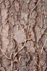 Tree bark textures with climbing plant attached