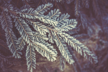 Snowy fir tree branch, close up. Evergreen branch covered with frost. Winter and Christmas background. 