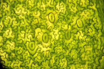 stomata of the leaf of the plant