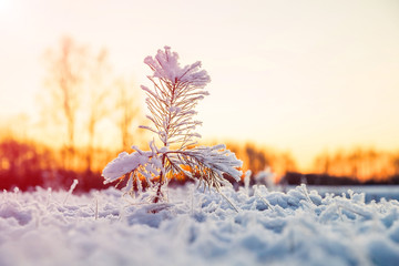 Winter scenery with snow covered small pine tree at sunset. Idyllic Christmas eve landscape. 