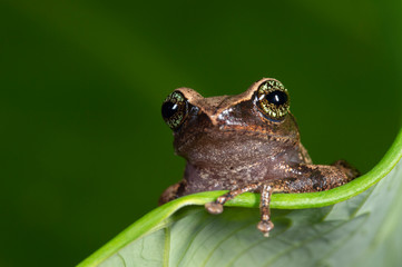 Obraz premium Raorchestes chlorosomma or Green eyed Bush frog on the leaf seen at Munnar,Kerala,India