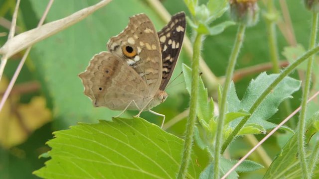 Lemon Pansy (Junonia lemonias) butterfly eating nectar of wild flower in meadow.