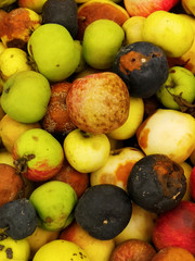 Rotten ugly apples vertical background, rotten fruits