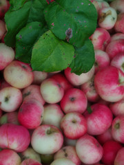 Ripe colorful apples blurred background with green leaves, vertical image
