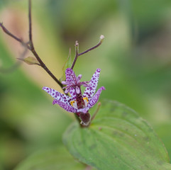 Tricyrtis 'Pink Freckles toad lily