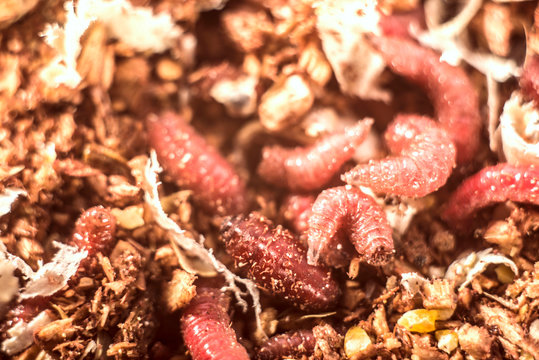 Macro photo pink red maggots. Image background fishing bait pink worms fruit fly maggots.