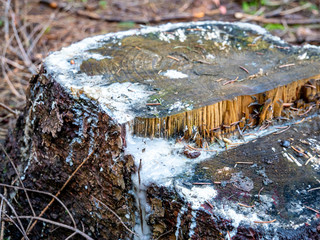 Baumstamm mit Baumharz