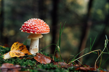 Highly poisonous but beautiful fly agaric on the forest edge