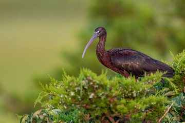 A Glossy Ibis perched at the rookery.