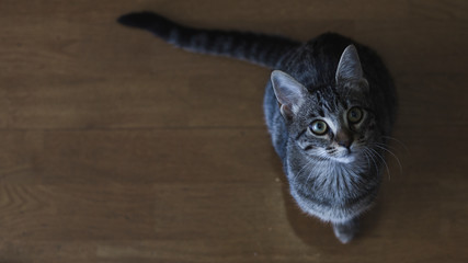 gato europeo mirando hacia arriba plano cenital