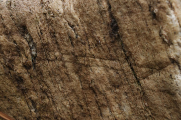 texture of marble stone cut close up