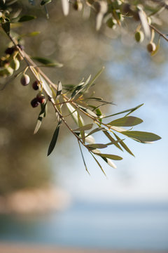 branch of olive tree