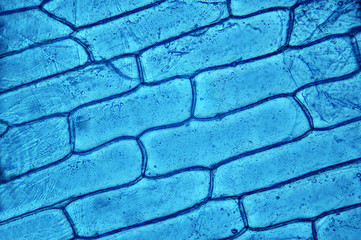 Microscopic preparation, tissue plant
