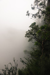 Fototapeta na wymiar Mist in the Blue mountains in Australia