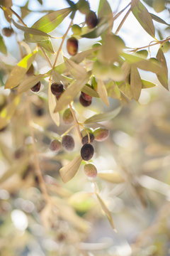 olive branch with olives