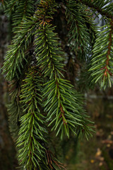 green needles Christmas tree closeup background