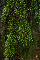 Fototapeta na wymiar green needles Christmas tree closeup background