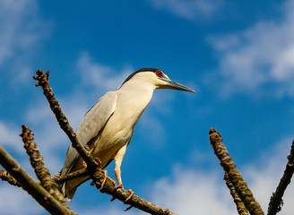 The Socó bird perched on a branch by a lake
