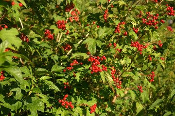 Obraz premium viburnum compactum bright red berries on a big bush at summer day, viburnum shrub with fruits