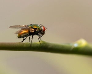 Fly on a stem 